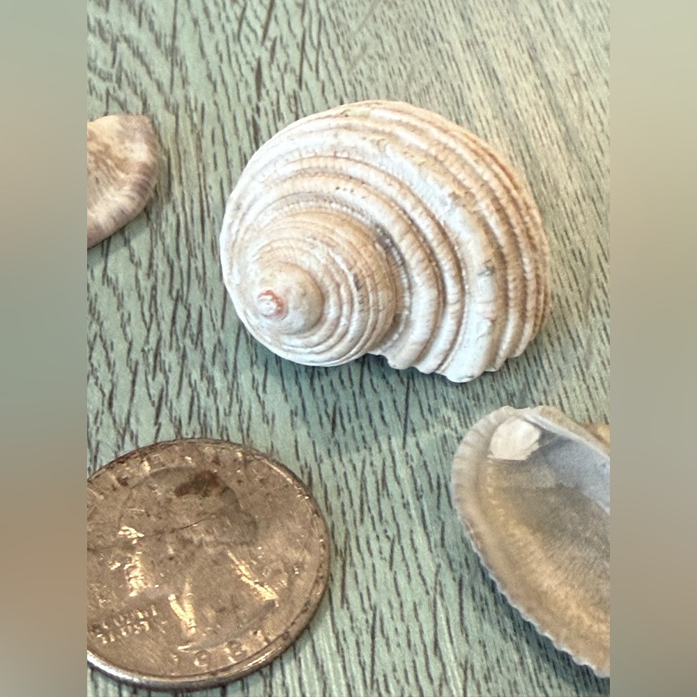 Lot Of 4 Shells Including A Murex Seashell Crafts Decor Shell - Picture 10 of 11